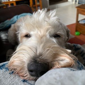 Meet your Posher, Isabel